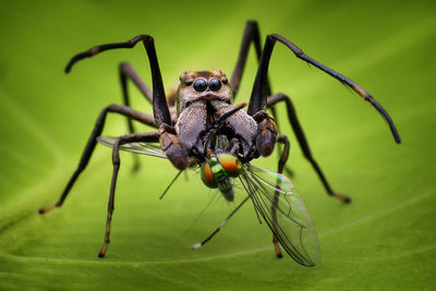 Close-up of spider