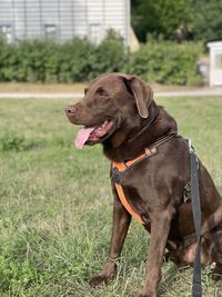 Close-up of dog on field