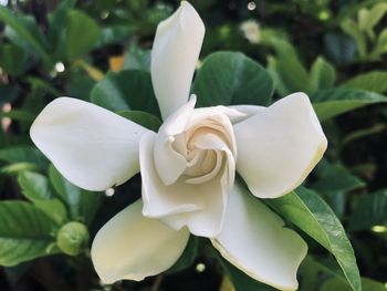 Close-up of white flowering plant