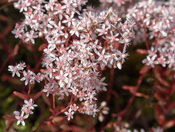 Close-up of pink cherry blossoms