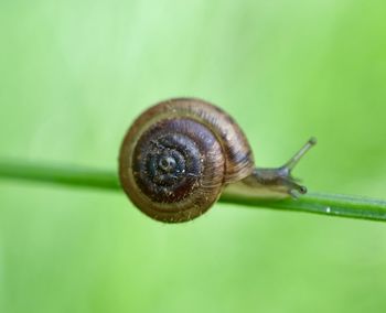 Close-up of snail on leaf