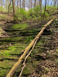 View of tree trunks in forest