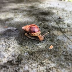 Close-up of snail