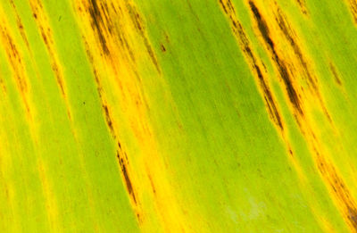 Full frame shot of agricultural field
