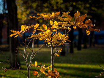 Close-up of yellow flowers