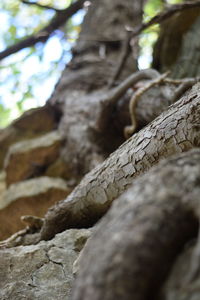 Low angle view of tree trunk