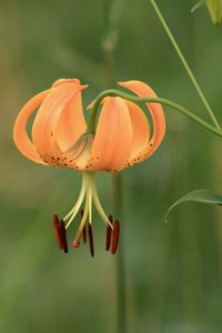 Close-up of orange rose