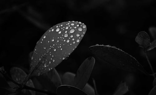 Close-up of raindrops on leaves