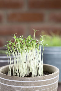 Close-up of potted plant