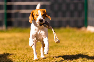 Happy beagle dog running with flying ears towards camera. activ dog concept