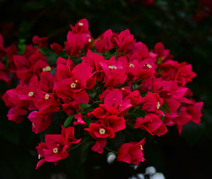 Close-up of pink flowers