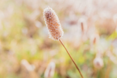 Close-up of flowering plant on field