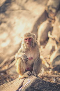 Portrait of young man sitting on rock