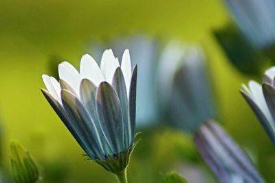 Close-up of flowers against blurred background