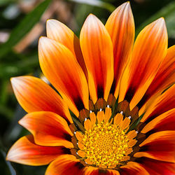 Close-up of yellow flower