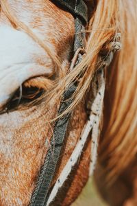 Detail shot of horse