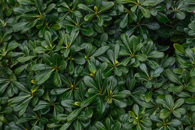 Full frame shot of plants