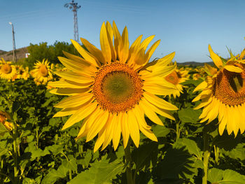 Close-up of sunflower on field against sky