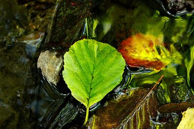 Close-up of water drops on leaf