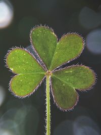 Close-up of green leaves