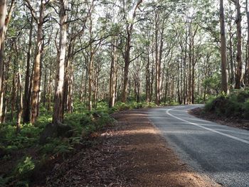 Road amidst trees in forest