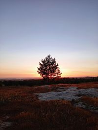 Trees on field against clear sky during sunset