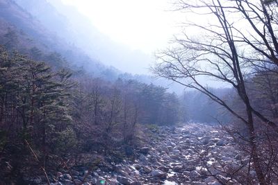 Trees in foggy weather