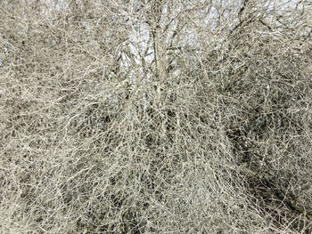 Full frame shot of tiled floor