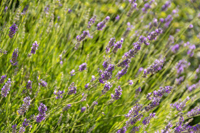 Close-up selective focus photo of lavender plant with purple flowers