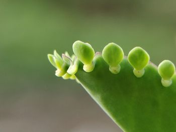 Close-up of plant against white background