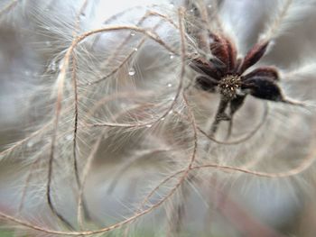 Close-up of spider on web