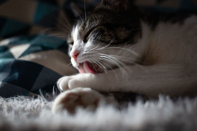 Close-up of cat sleeping on bed at home