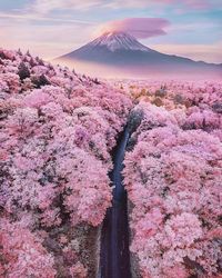 View of pink flowers on landscape