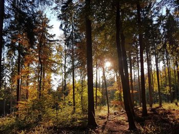 Sunlight streaming through trees in forest