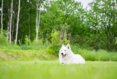 White dog running in forest
