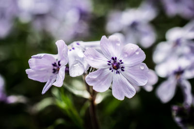 Close-up of flowers blooming outdoors