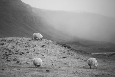 Sheep in a farm