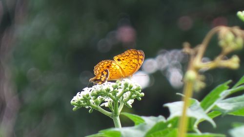 Close-up of butterfly pollinating on flower