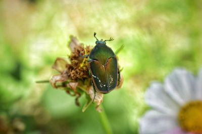 Close-up of insect on plant