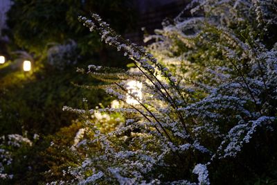 Close-up of snow on tree