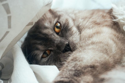 Close-up portrait of cat