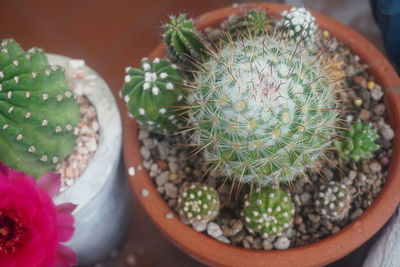 High angle view of succulent plant in pot