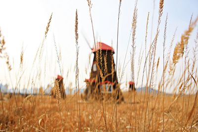 Wheat growing on field against sky