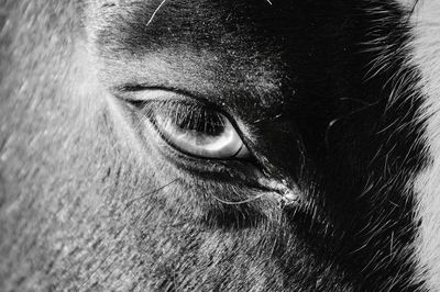 Close-up portrait of horse