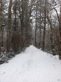 Snow covered trees in forest