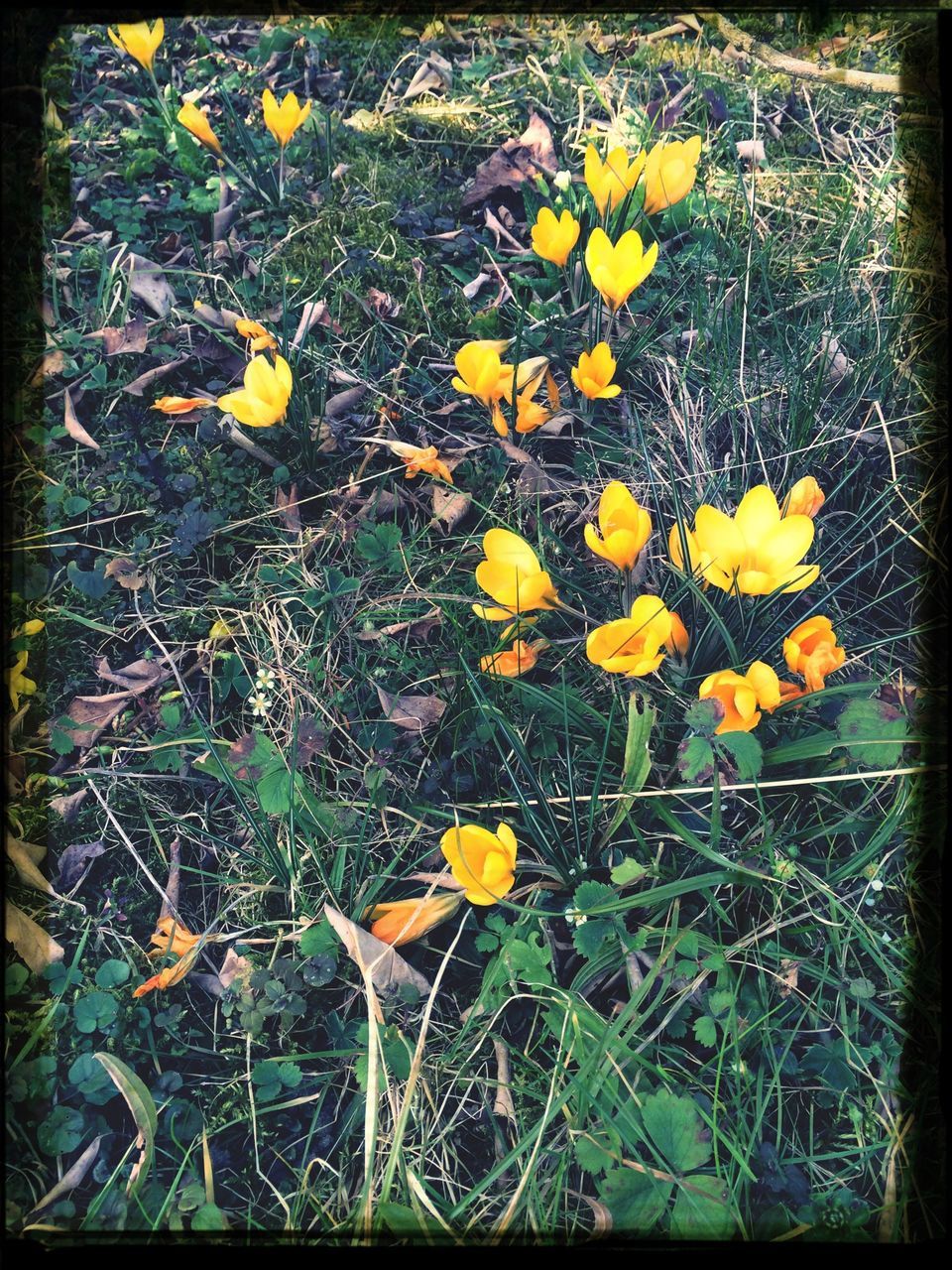 flower, yellow, fragility, freshness, transfer print, growth, high angle view, petal, field, beauty in nature, nature, leaf, plant, grass, flower head, auto post production filter, blooming, in bloom, wildflower, day