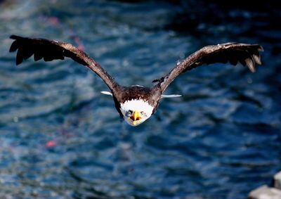 Close-up of eagle flying over sky