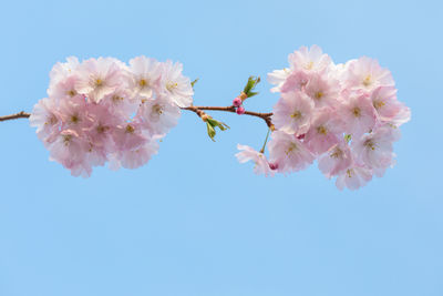 Close-up of pink flowers blooming on tree against sky