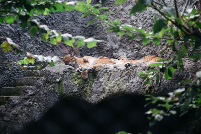 Cat relaxing on tree trunk