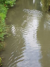 High angle view of duck swimming in lake